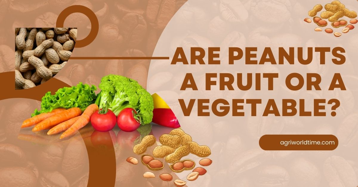 ARE PEANUTS A FRUIT OR A VEGETABLE