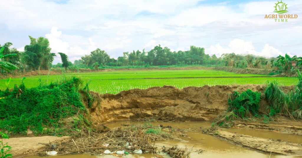 HOW DOES VEGETATION SLOW AND PREVENT SEDIMENT LOSS IN FARMING