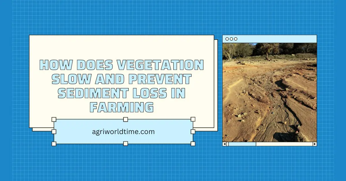 HOW DOES VEGETATION SLOW AND PREVENT SEDIMENT LOSS IN FARMING
