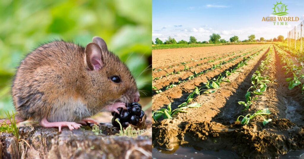 A mouse and a vegetable fields