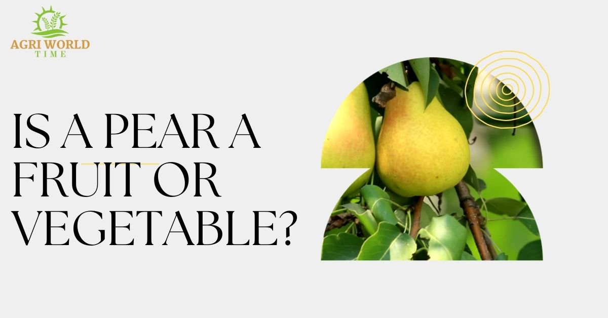IS A PEAR A FRUIT OR VEGETABLE