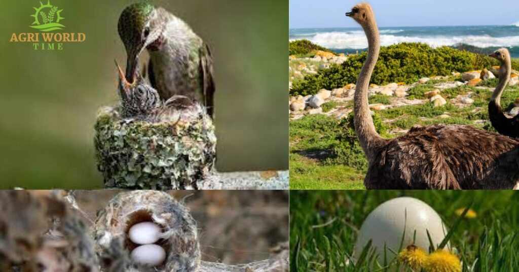 Hemming bird and ostrich with their eggs