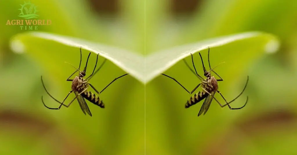 2 mosquitoes on leaves