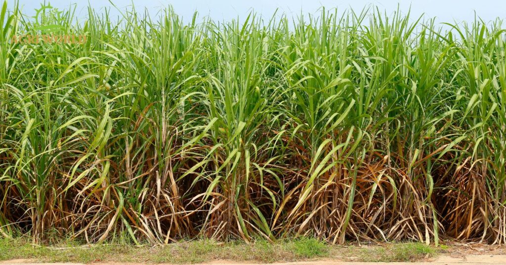 Sugarcane in fields