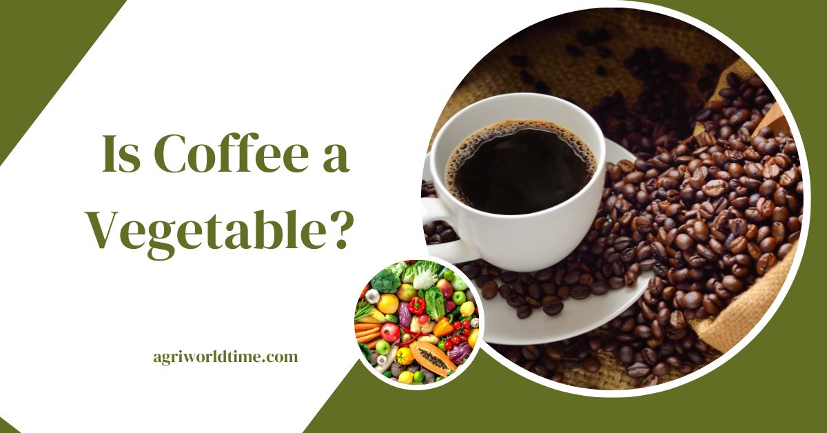 Is Coffee a Vegetable