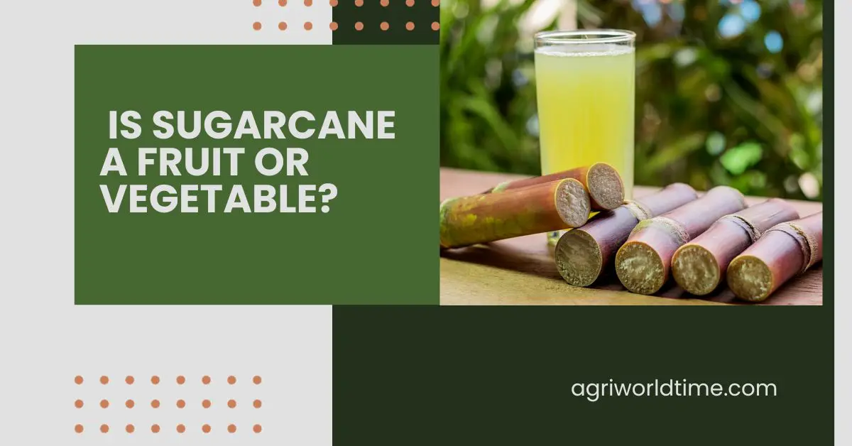 IS SUGARCANE A FRUIT OR VEGETABLE