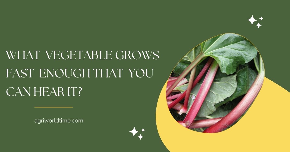 What vegetable grows fast enough that you can hear it?