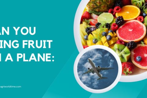 CAN YOU BRING FRUIT ON A PLANE